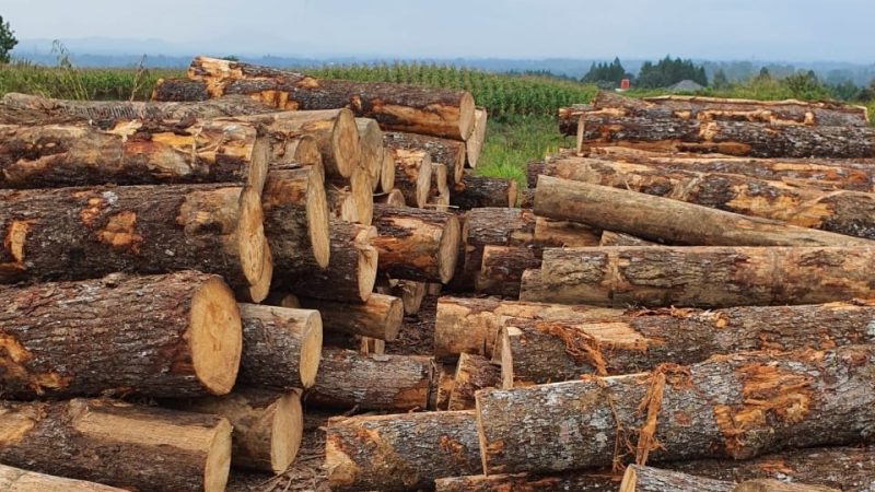Diduga Angkut Kayu Ilegal Logging, DLHK Sumut Amankan Truk dan Muatannya di Taput