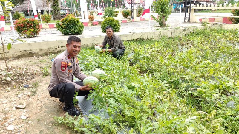 Tingkatkan Ketahanan Pangan, Kapolsek Peureulak Timur Gunakan Lahan Kosong Tanam Sayur dan Buah