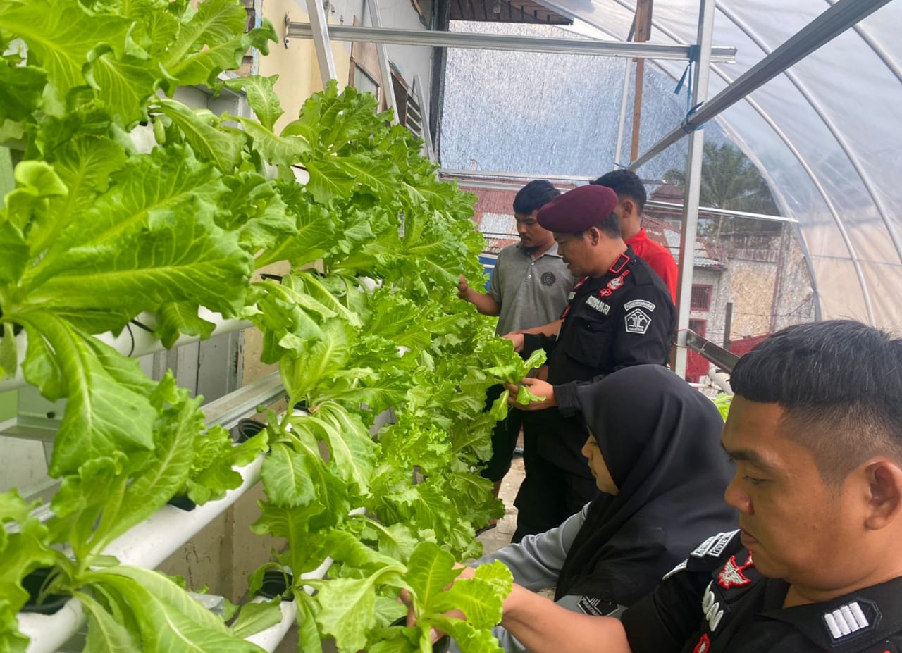 Rutan Rengat Sukses Panen Sayur Selada Hasil Budidaya Warga Binaan