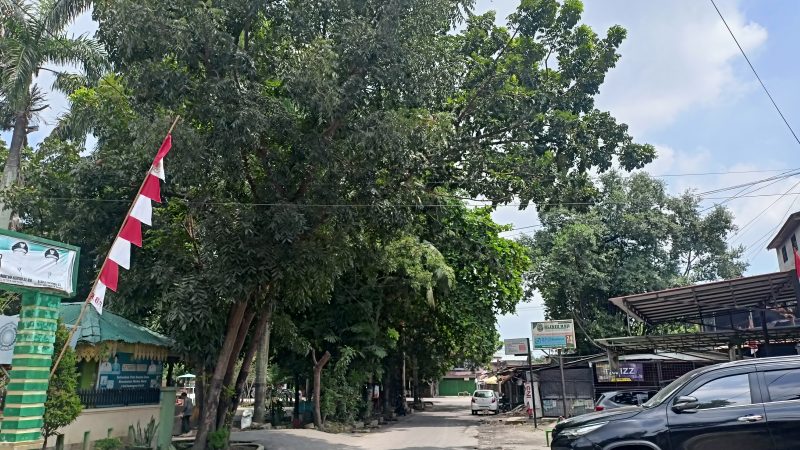 Wong Chun Sen Minta Dinas SDABMBK Medan Pangkas Pohon Disepanjang Jalan Budi Pembangunan 3