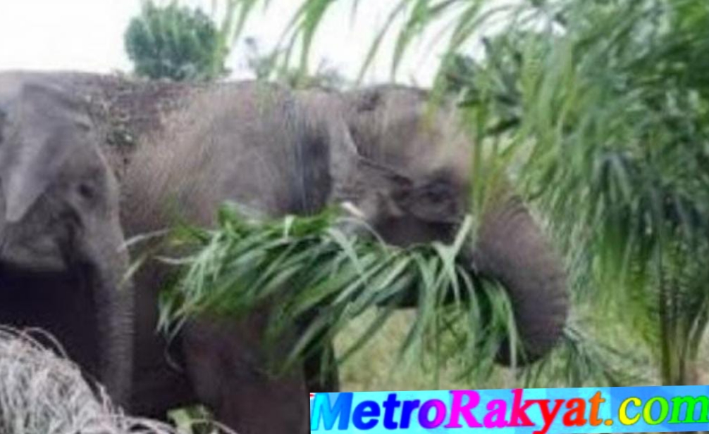 Petani Di Pante Cermin Keluhkan Keganasan Gajah Liar Geuchik Langoe Berharap Pemerintah Segera Bertindak