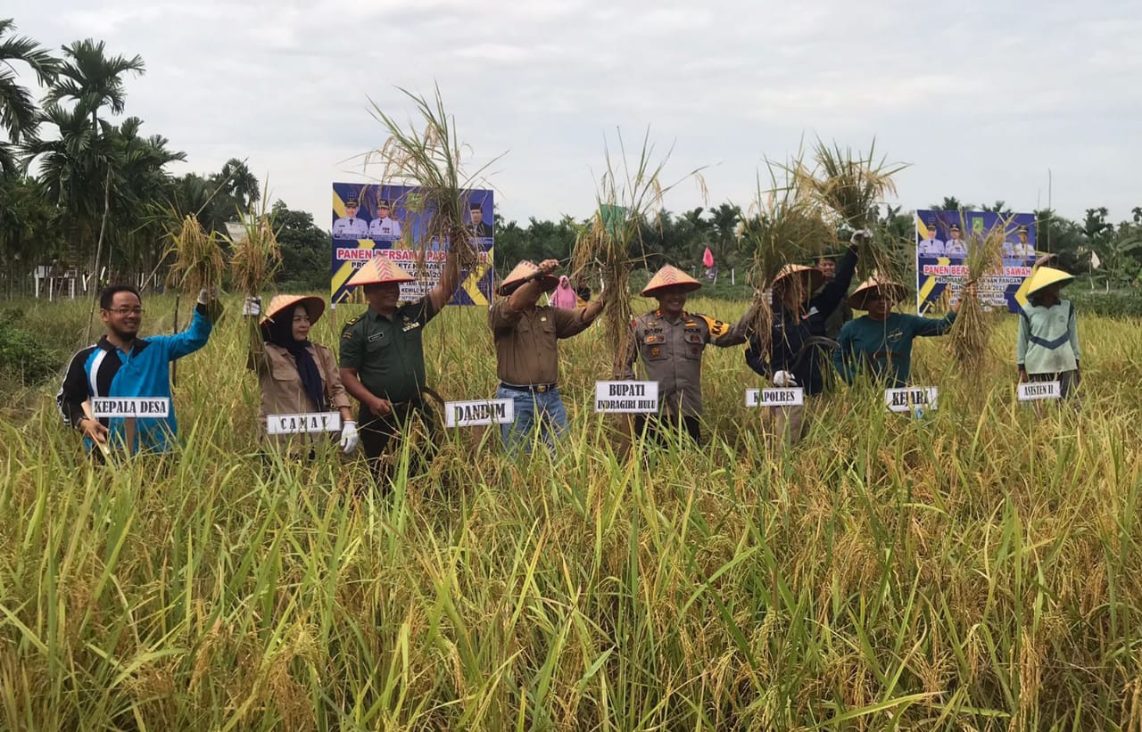 Program Desa Ketahanan Pangan, Kelompok Tani Sekar Wangi Bersama Forkopimda Inhu Panen Raya Padi Sawah