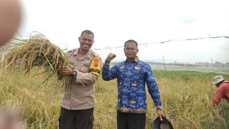 Program Desa Ketahanan Pangan, Petani dan Perangkat Desa Bersama Bhabinkamtibmas Panen Padi Sawah