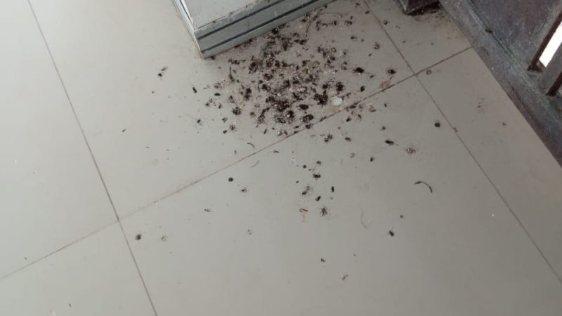 Ungkap Carut Marut Belanja Jasa Tenaga Kebersihan DPRD Tubaba.