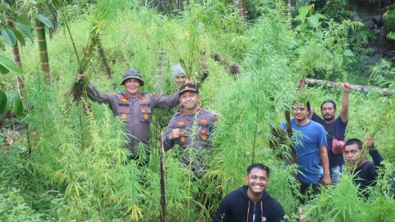 Kapolres Aceh Utara Pimpin Langsung Pemusnahan 5 Hektar Ladang Ganja di Sawang
