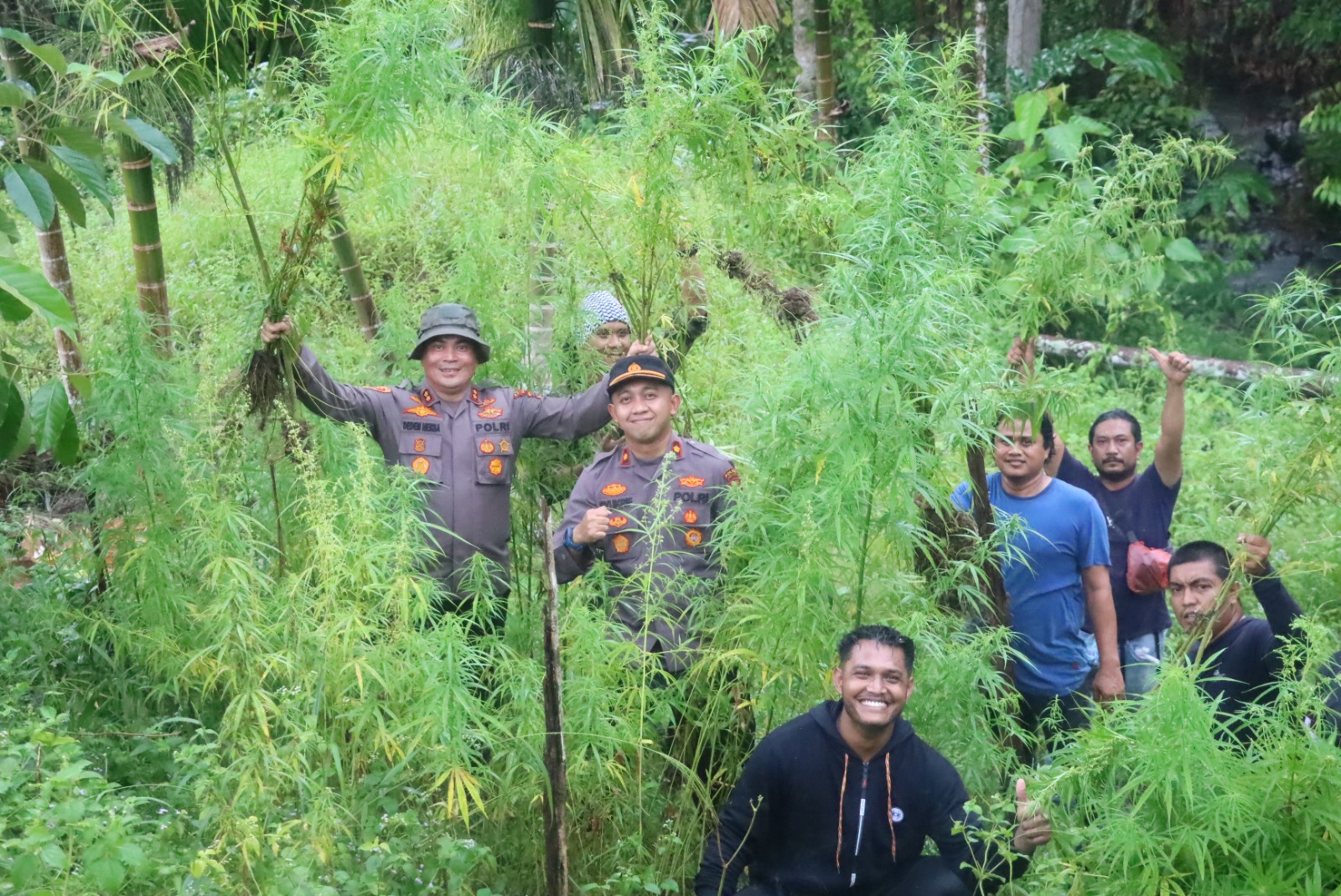 Kapolres Aceh Utara Pimpin Langsung Pemusnahan 5 Hektar Ladang Ganja di Sawang