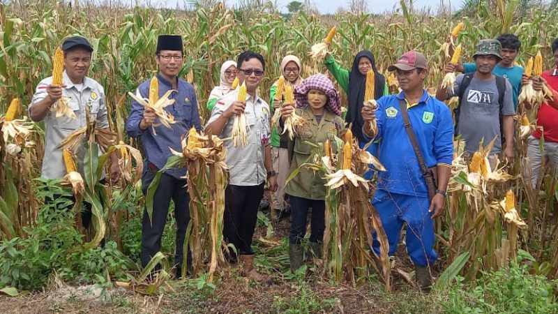 Wujudkan Ketahanan Pangan, Kadistankan Inhu Panen Jagung Bersama Gapoktan 