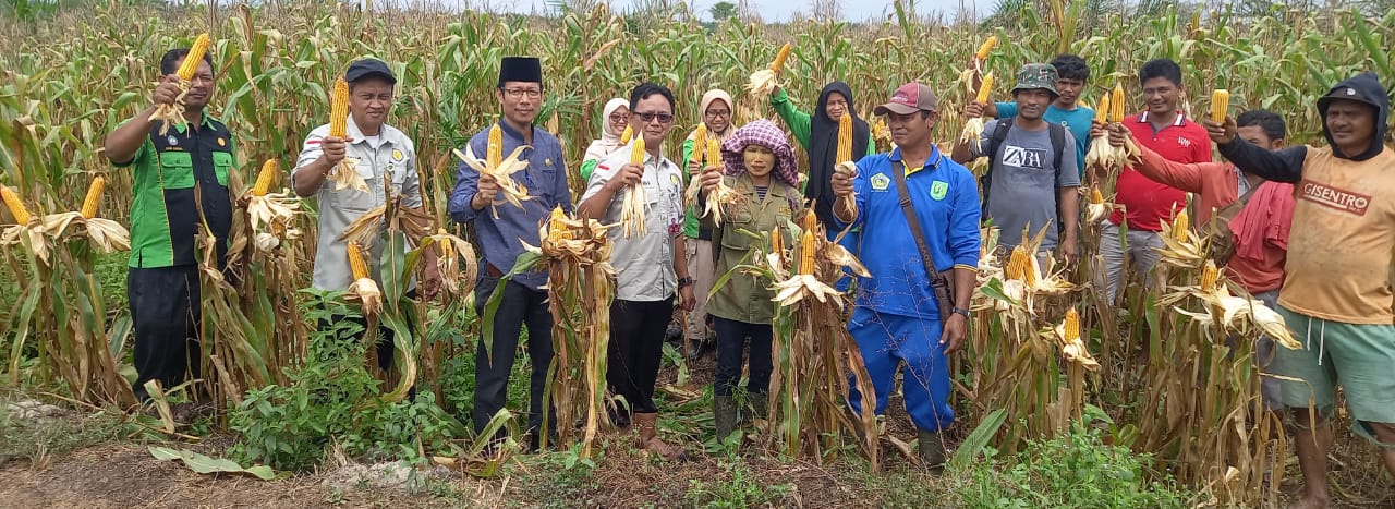 Wujudkan Ketahanan Pangan, Kadistankan Inhu Panen Jagung Bersama Gapoktan 