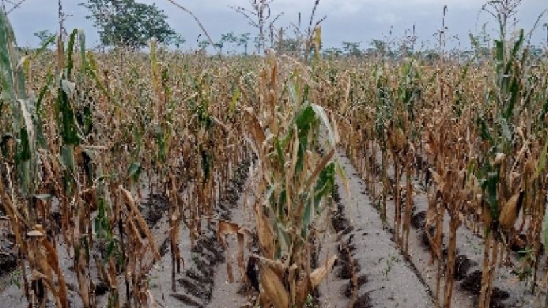 Karena Kekurangan Air, Panen Jagung di Pagedangan Mengalami Penurunan