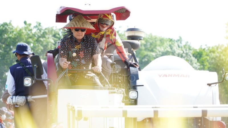 Pj. Bupati Tubaba Hadiri Panen Raya Padi di Tiyuh Gading Kencana