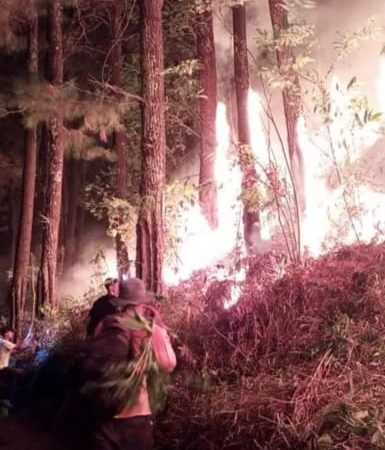 Jelang Petang, Hutan Pinus Di Jabung Kabupaten Malang terbakar