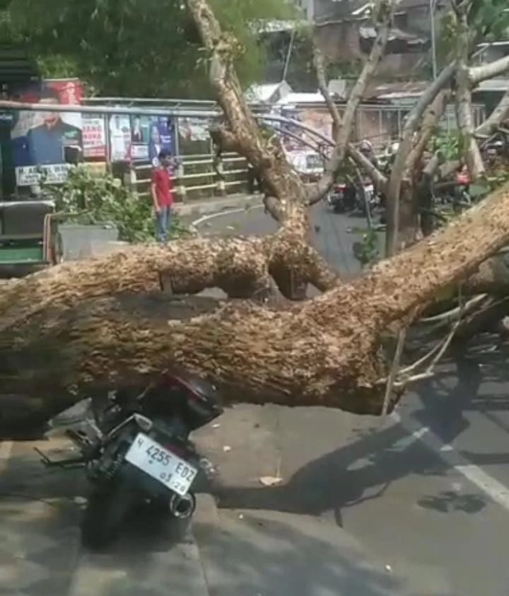 Pohon Tumbang Timpa Dua Pemotor Di Bandulan Kota Malang