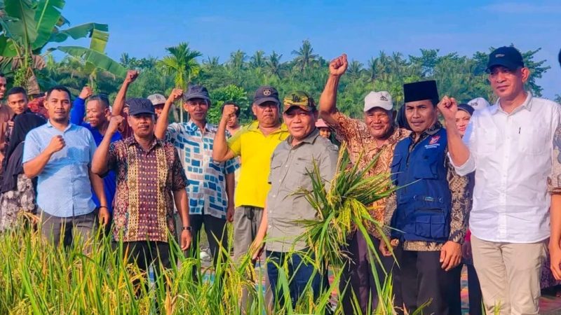 Walikota Tanjungbalai Panen Padi Bersama Masyarakat