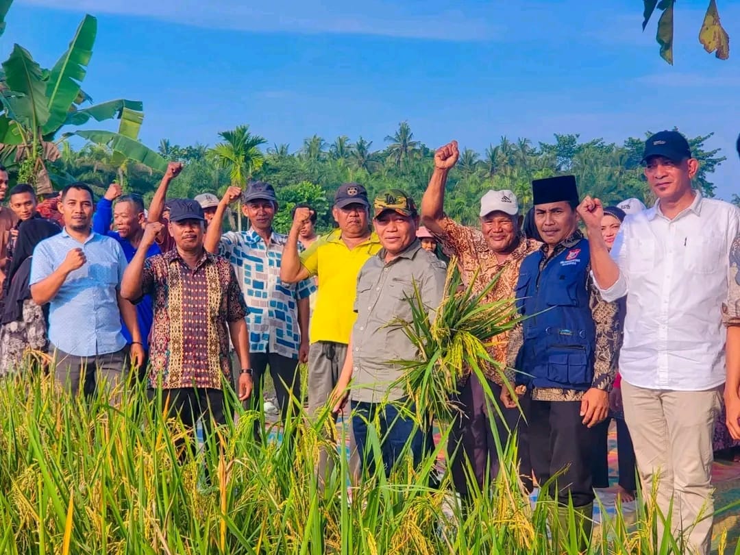 Walikota Tanjungbalai Panen Padi Bersama Masyarakat
