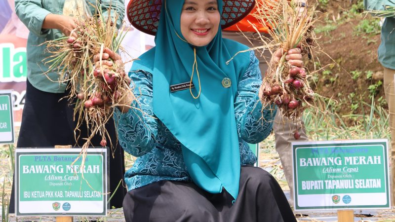Bupati dan Ketua TP PKK Tapsel Lakukan Panen Perdana Bawang Merah dengan Kelompok tani