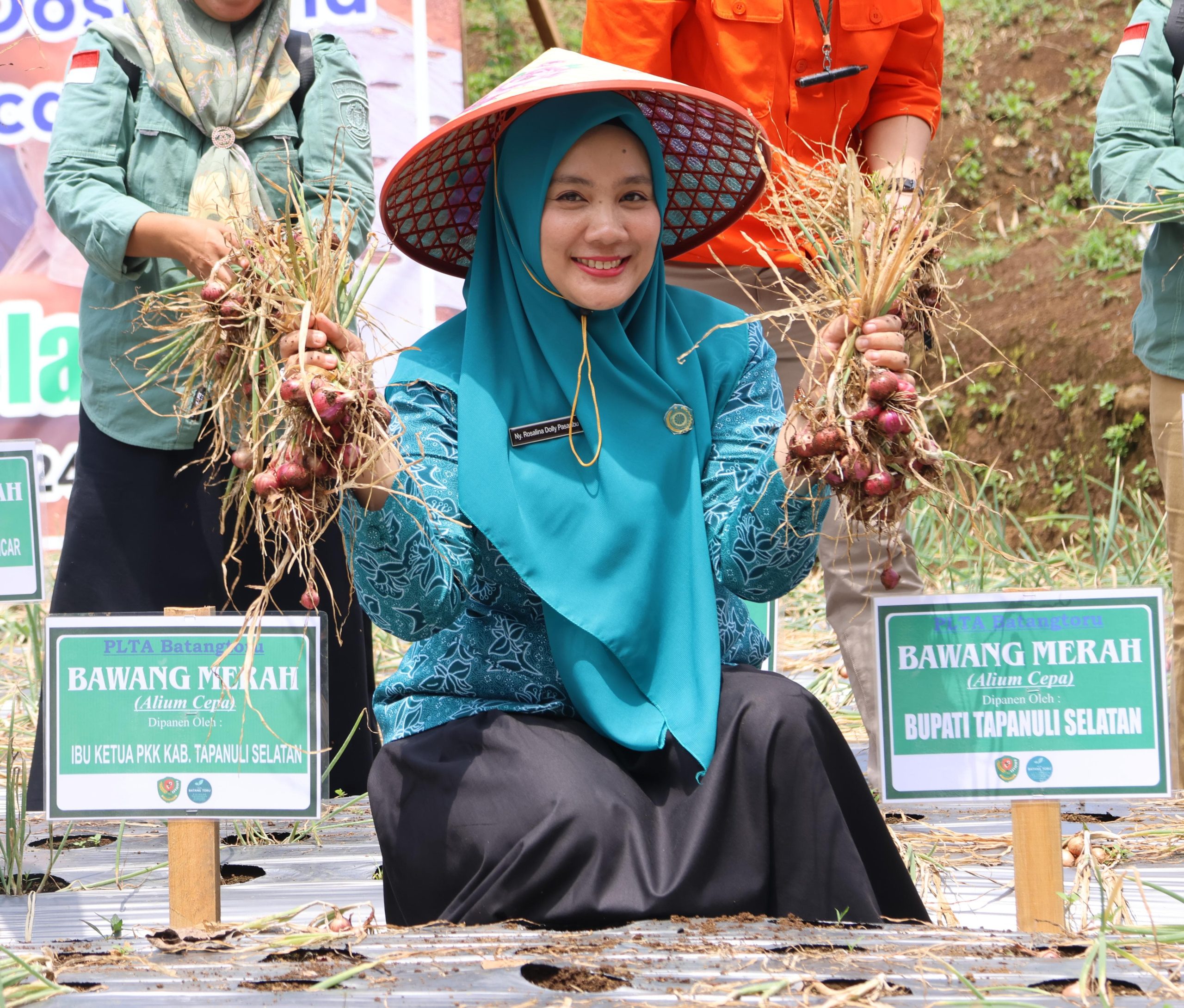 Bupati dan Ketua TP PKK Tapsel Lakukan Panen Perdana Bawang Merah dengan Kelompok tani