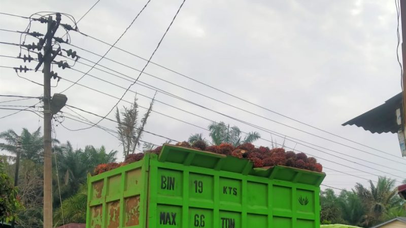 Warga MengeluhKan Mobil Dump Truk PT.Perkebunan RSK Grup Asian Agri Yang Bebas Melintas Tanpa Jaring Pengaman Di Jalan Propinsi