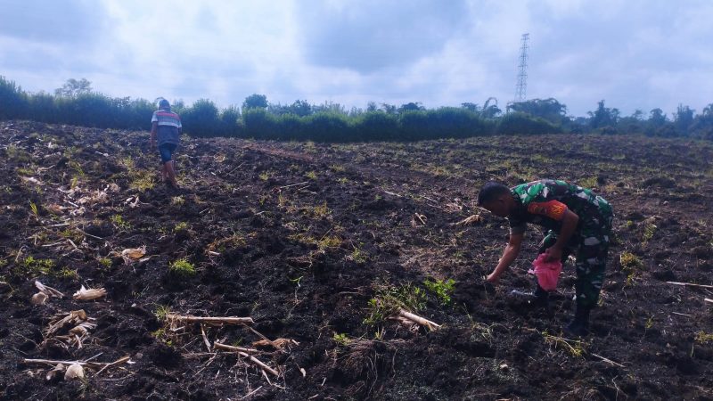 Babinsa Koramil 02/Sidikalang Lakukan Pendampingan Teknis Penanaman Jagung dalam Upaya Mewujudkan Ketahanan Pangan di Desa Lae Sossang