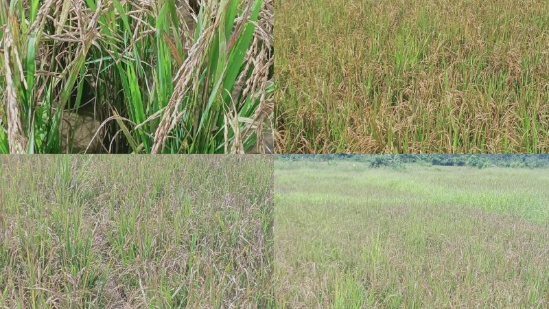 Ratusan Hektar Sawah di Beutong, Nagan Raya Alami Gagal Panen Total