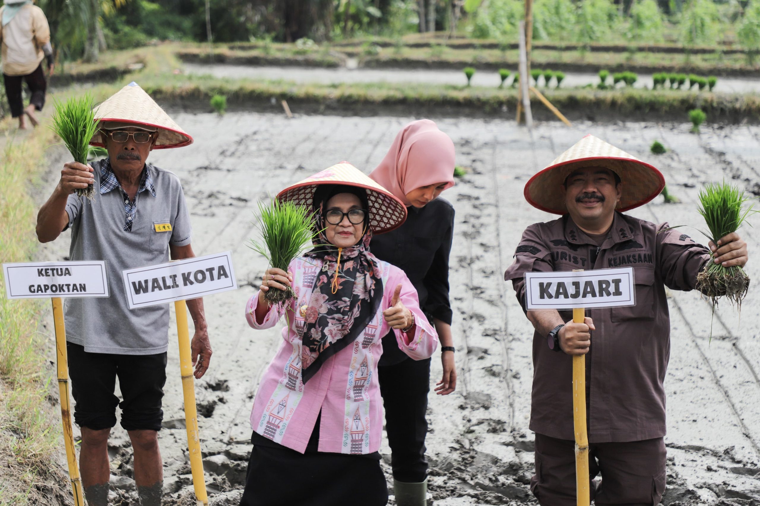 Wali Kota Pematangsiantar Ikut Giat Tanam Padi Perdana Kelompok Tani Satahi