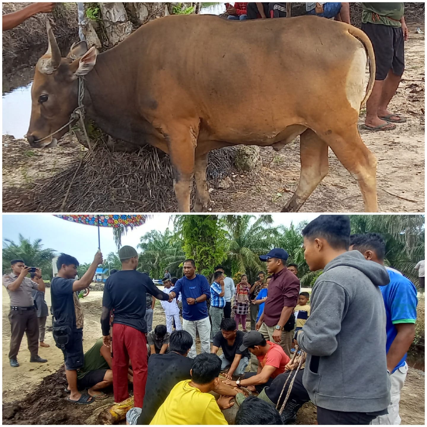 Indahnya Berbagi Saat Idul Adha,Komisaris Utama PT. Tesso Indah Serahkan Bantuan Hewan Qurban