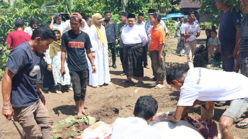 Bupati Dolly Pasaribu Bersama Ketua TP PKK Tapsel Tinjau Tiga Lokasi Pemotongan Hewan Kurban