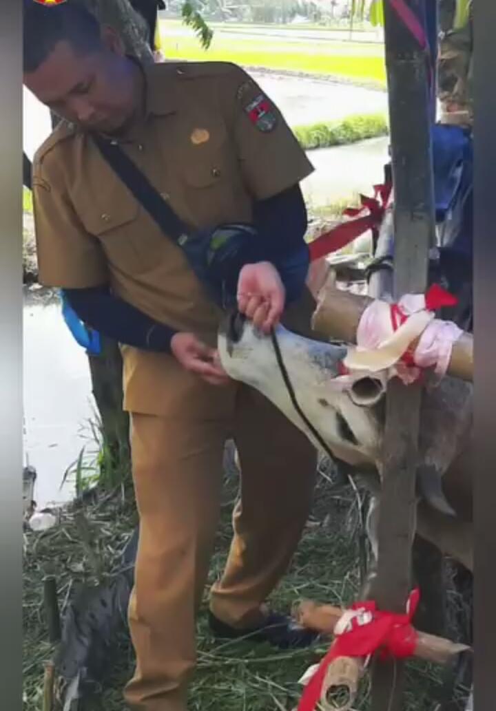 Guna Menjamin Penyediaan Hewan Kurban, Tim DPP Bukittinggi Lakukan Pengecekan