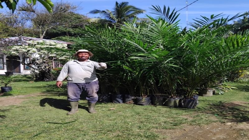 Pembibitan Kelapa Sawit Dongkrak Kemajuan Ekonomi Petani