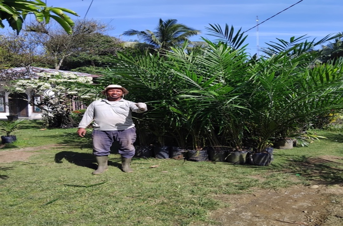Pembibitan Kelapa Sawit Dongkrak Kemajuan Ekonomi Petani