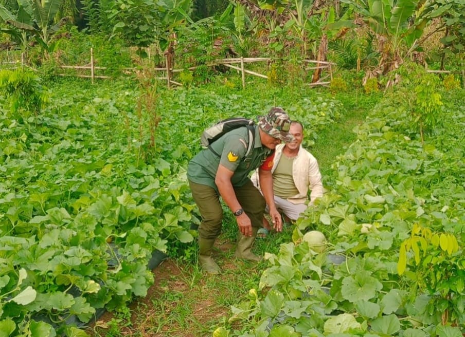 Di Lokasi TMMD 121 Kodim 0204/DS, Babinsa Tetap Lakukan Pendampingan kepada Petani