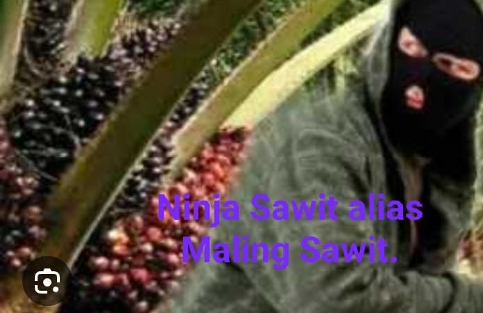 Meningkatnya Pencurian TBS Sawit Di Desa Sennah Diduga Akibat Sabu