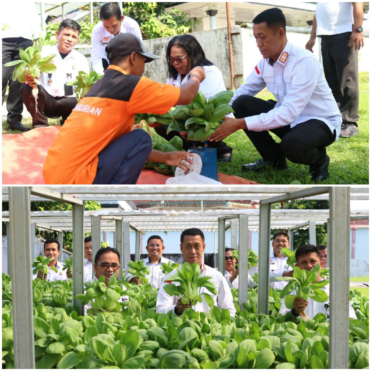 Dukung Program Hanpang, Lapas Kelas IIA Pematangsiantar Panen Raya Sayur Hydroponik Karya Warga Binaan