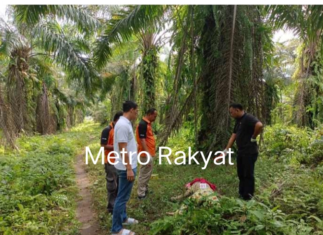 Perhiasan Hilang, Martha Ditemukan Tewas di Kebun Sawit