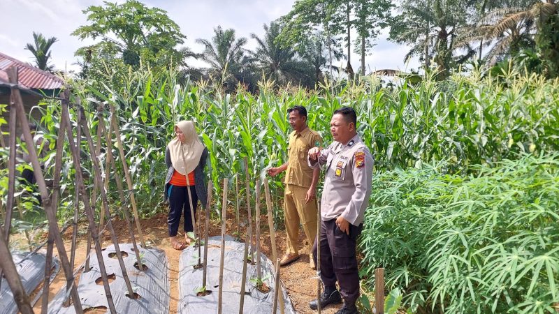Dukung Program Asta Cita Presiden, Polsek Batang Cenaku Tanam Jagung di Pekarangan