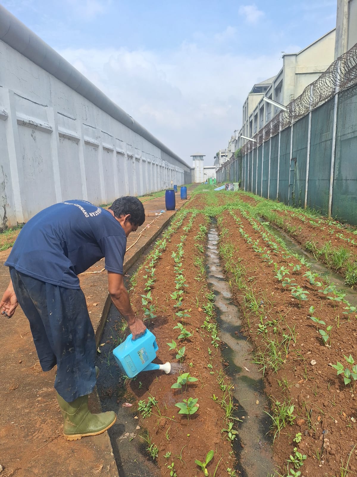 Tetap Produktif di Musim Hujan, Warga Binaan Lapas Cipinang Intensifkan Program Ketahanan Pangan