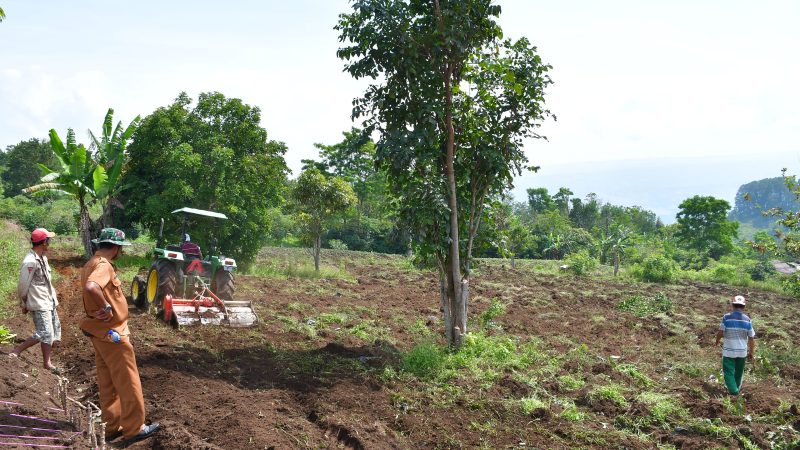 Perkuat Swasembada Pangan, Pemkab Samosir Tanam Padi Gogo Di Sitaotao