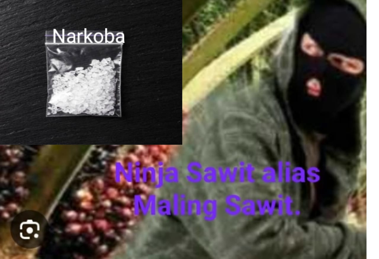 Astaga! Diduga Karena Narkoba Pencurian TBS Sawit Sering Terjadi Di Desa Sennah