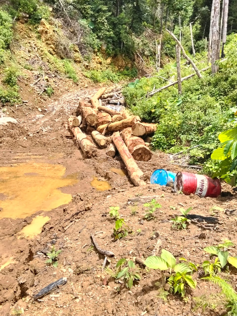 Terkait Perambahan Hutan di Aceh Selatan, APH Dinilai Tutup Mata
