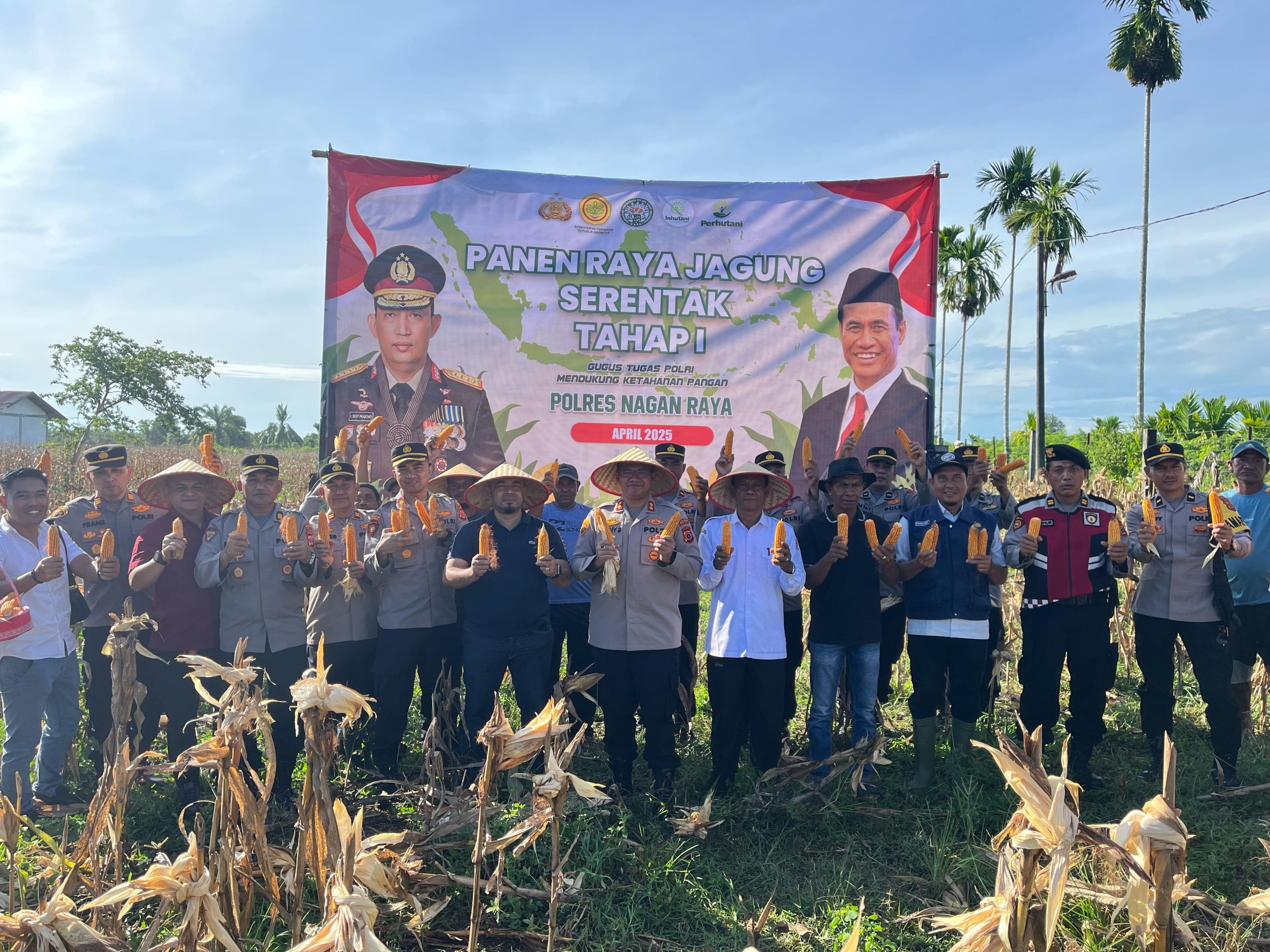Kapolres Nagan Raya Laksanakan Panen Raya Jagung Serentak Tahap I, Gugus Tugas Polri Dukung Ketahanan Pangan
