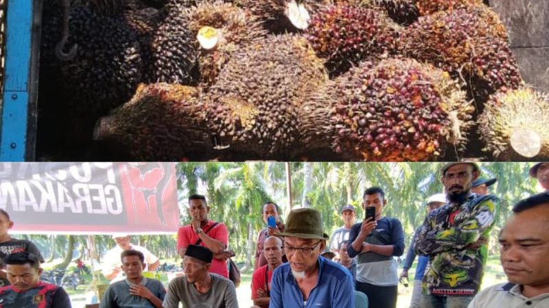 Masyarakat Seunebok Pusaka Kembali Memanen Sawit Usai 30 Tahun Dirampas PT ASN