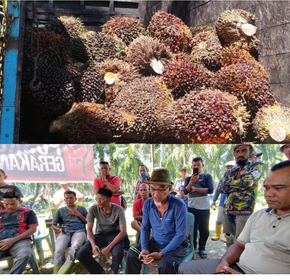 Masyarakat Seunebok Pusaka Kembali Memanen Sawit Usai 30 Tahun Dirampas PT ASN