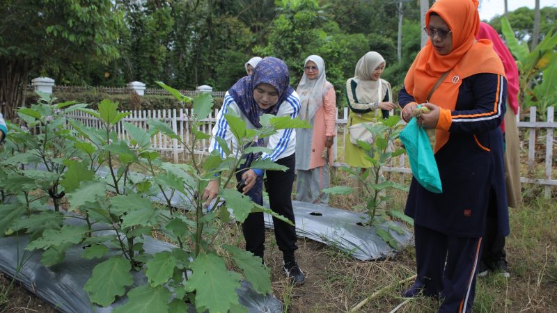 Ketua PKK Asahan Panen Hasil Pemanfaatan Lahan di 2 Lokasi Hatinya PKK
