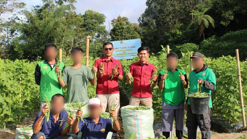 Lapas Kelas IIB Siborongborong Panen Buncis Program Ketahanan Pangan