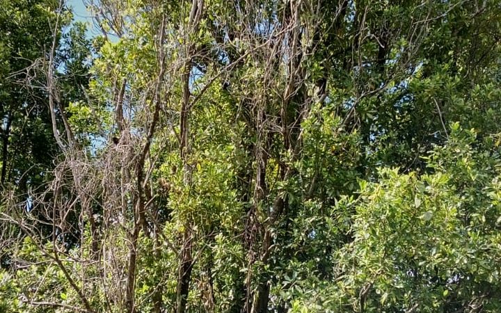 Cengkeh Simeulue Menanti Uluran Tangan: Warisan yang Kian Merana