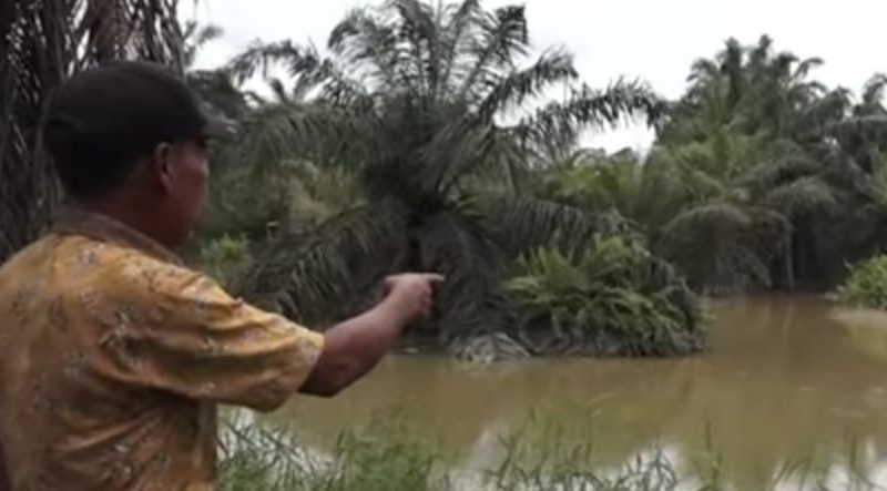 Dugaan Pencemaran, PT RAPP Nokomen Alias Kebal Hukum..!