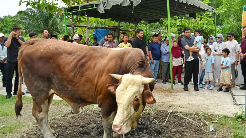 Gubernur Sumut Bobby Nasution Saksikan  Penyembelihan Hewan Kurban di Kampung Nelayan