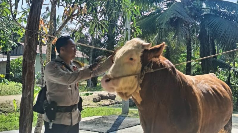 Sapi Milik Bhabinkamtibmas Terpilih Jadi Hewan Kurban Presiden Prabowo di Indragiri Hulu