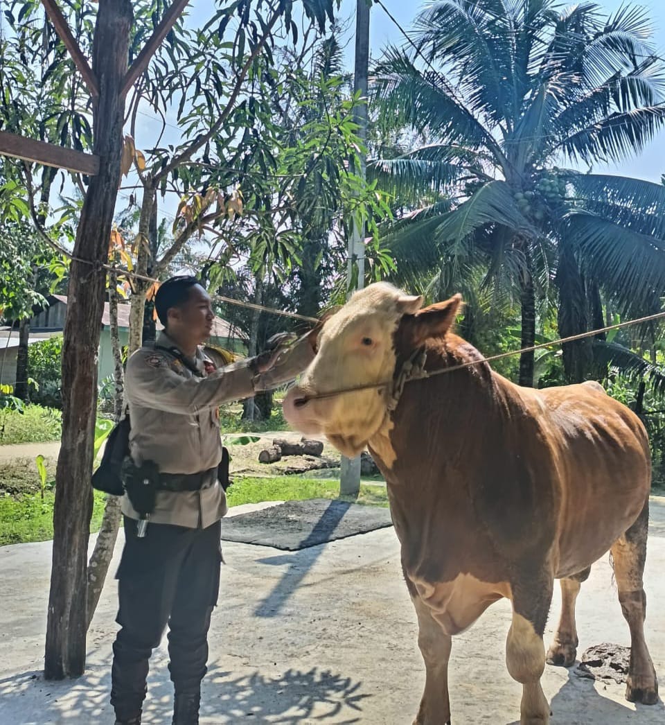 Sapi Milik Bhabinkamtibmas Terpilih Jadi Hewan Kurban Presiden Prabowo di Indragiri Hulu