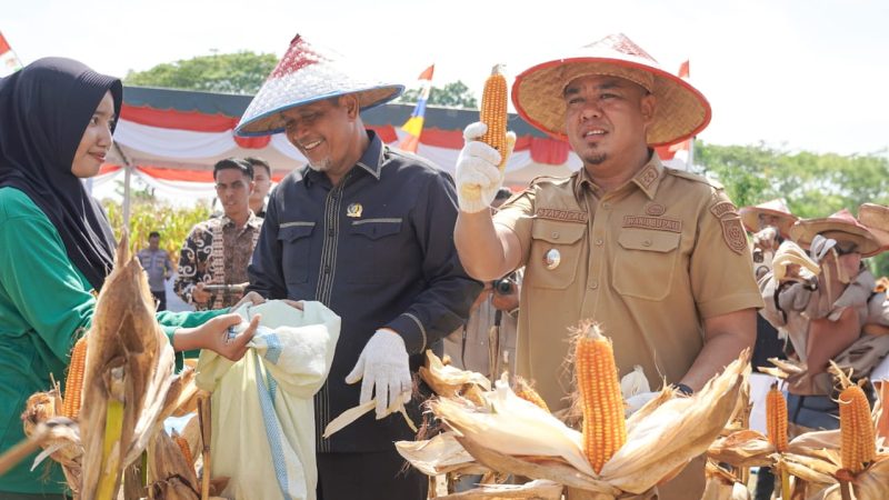 Sukseskan Swasembada Pangan, Wabup Batu Bara Ikut Panen Raya Jagung untuk ke – 2 Kalinya