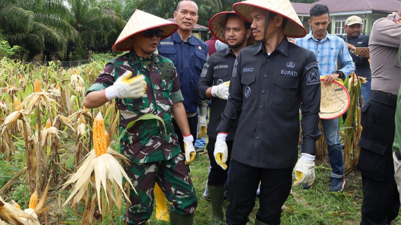 Pemerintah Kabupaten Aceh Barat Menggelar Panen Raya Jagung Kuartal Ii Secara Serentak